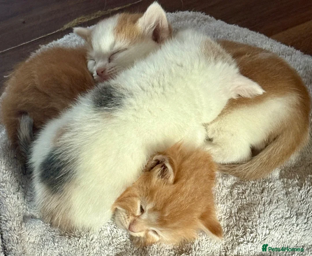 Mixed Breed cats for sale: 3Beautiful Kittens ready for reservation. - Advert 2