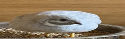 Quail poultry for sale: Chinese painted grey button quails (male)  - Advert 7