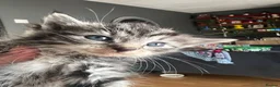 Siberian cats for sale: Fluffy Siberian kittens looking for cuddles - Advert 4