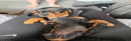 Miniature Dachshund dogs for sale: 3 Mini Daxi Puppies ready to leave - Advert 13