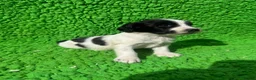 English Springer Spaniel dogs for sale: Exceptional ESS pups from tested working parents  - Advert 8