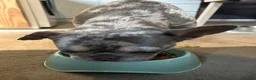 French Bulldog dogs for sale: Beautiful blue Merle French bulldog in Driffield - Advert 6