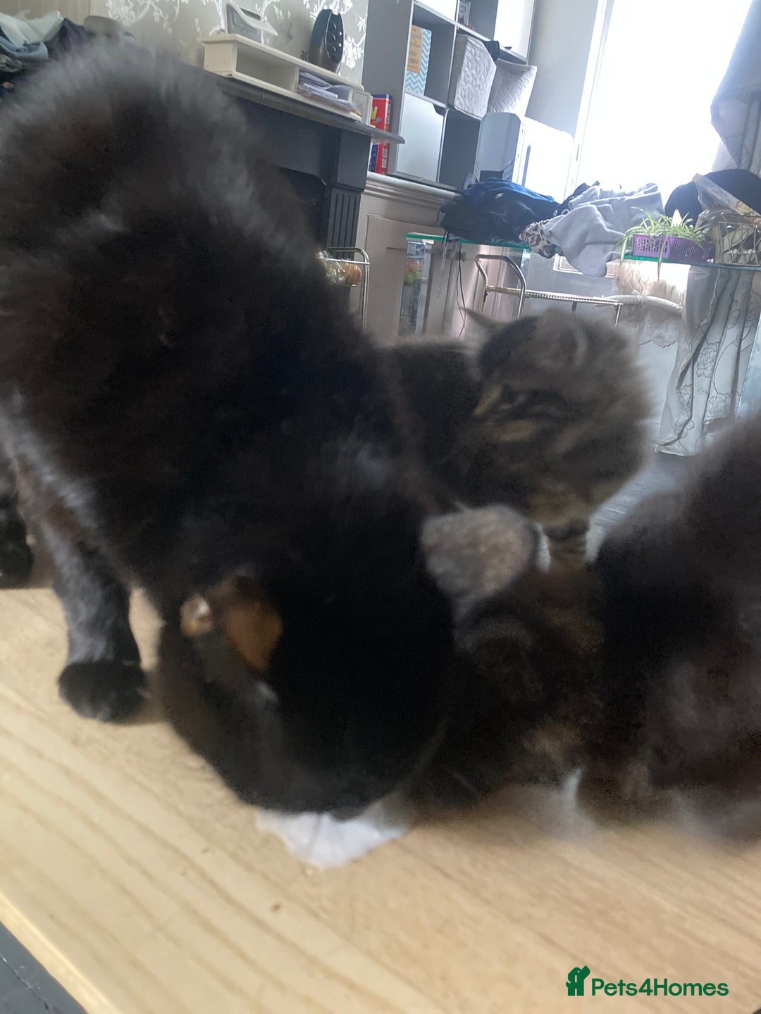 Mixed Breed cats for sale: Tabby and grey kittens  - Image 15