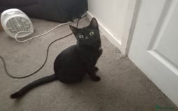 Mixed Breed cats for sale: 5 kittens ready to leave today  - Image 5