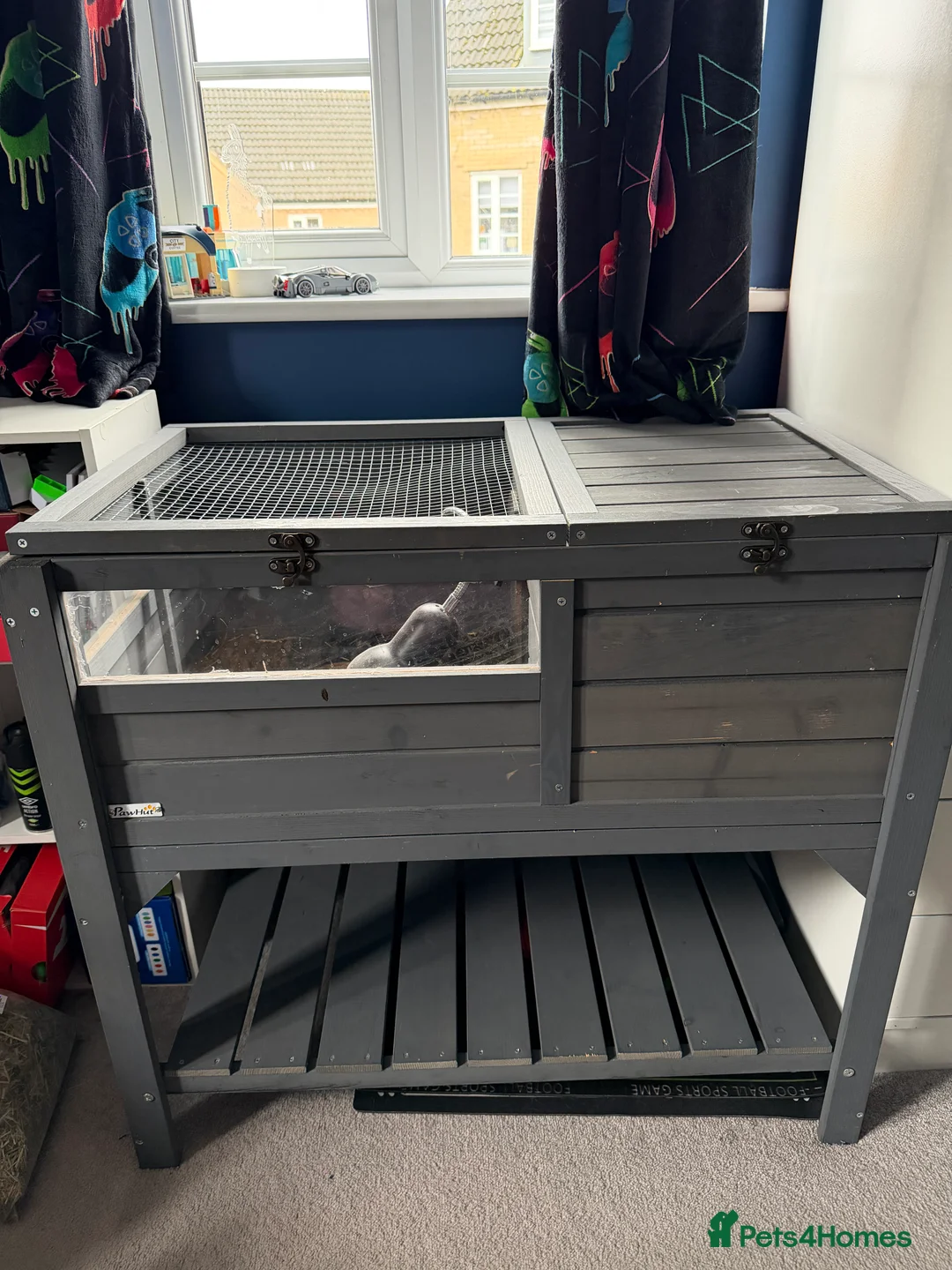 Tortoise reptiles for sale: 2 x hermann tortoises with complete set up  - Advert 3