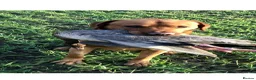 Labrador Retriever dogs for sale: WORKING KC REG FOX RED LABRADOR PUPPIES FOR SALE  - Advert 13