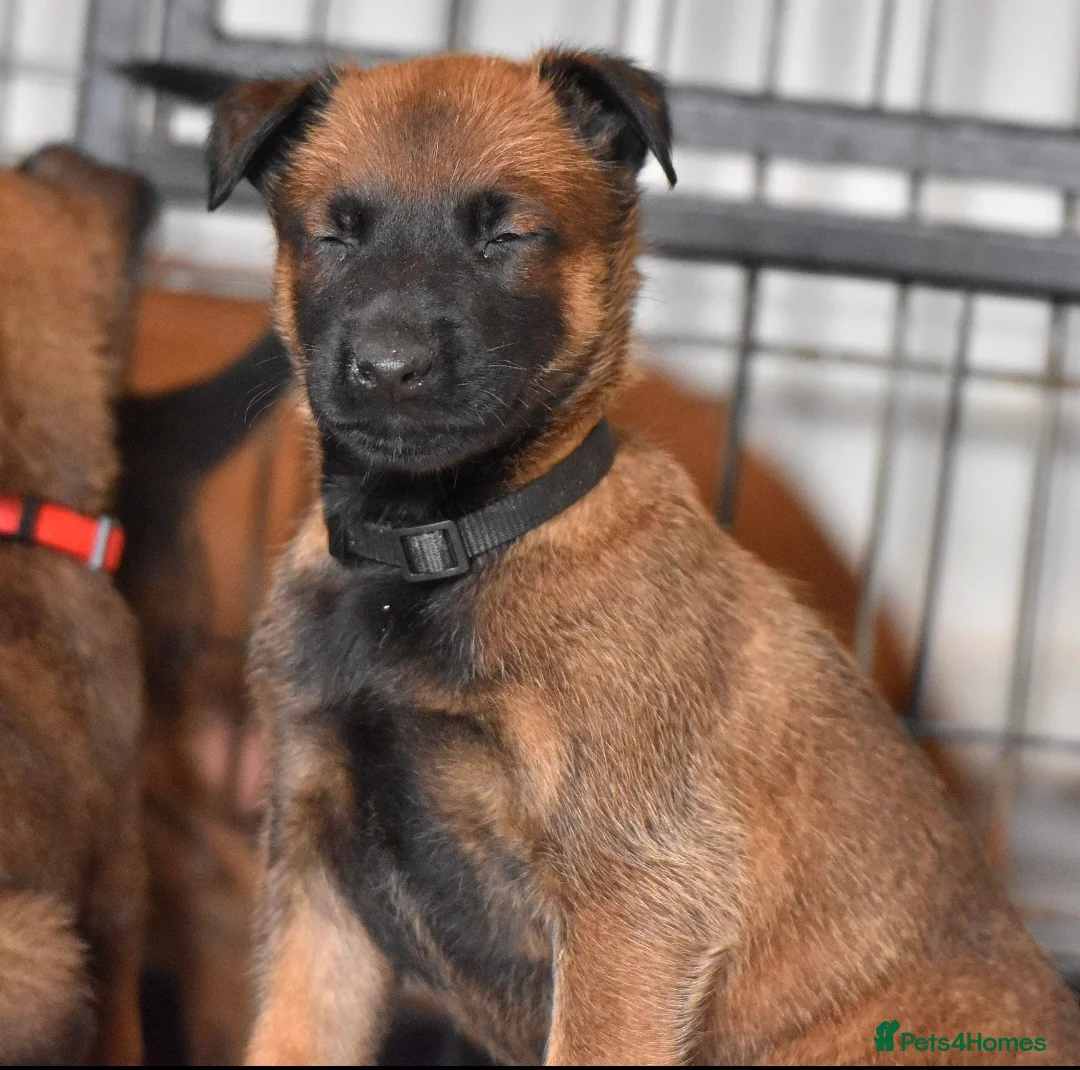 Belgian Shepherd Dog dogs for sale: Exclusive bloodlines  - Advert 21