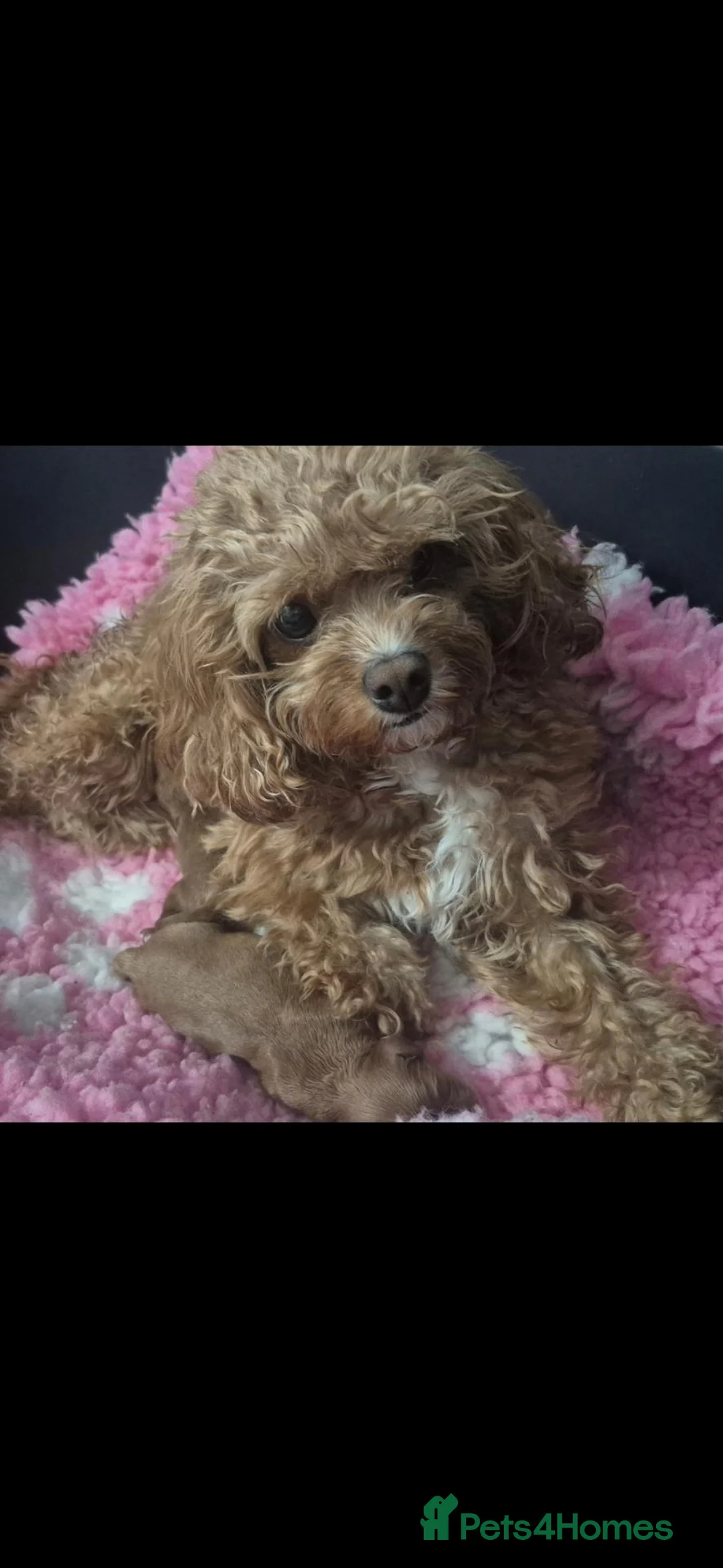 Cavapoo dogs for sale: Beautiful toy cavapoo's - Advert 4