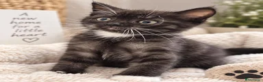 Scottish Fold 3