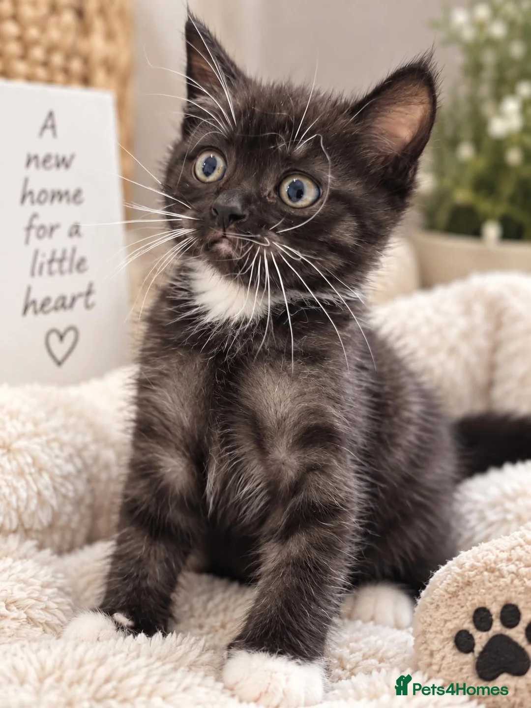 Scottish Fold cats for sale: Scottish fold kittens  - Advert 7