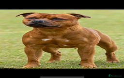 Staffordshire Bull Terrier dogs for sale: Amazing True To Type Staffordshire bull terriers  - Image 13