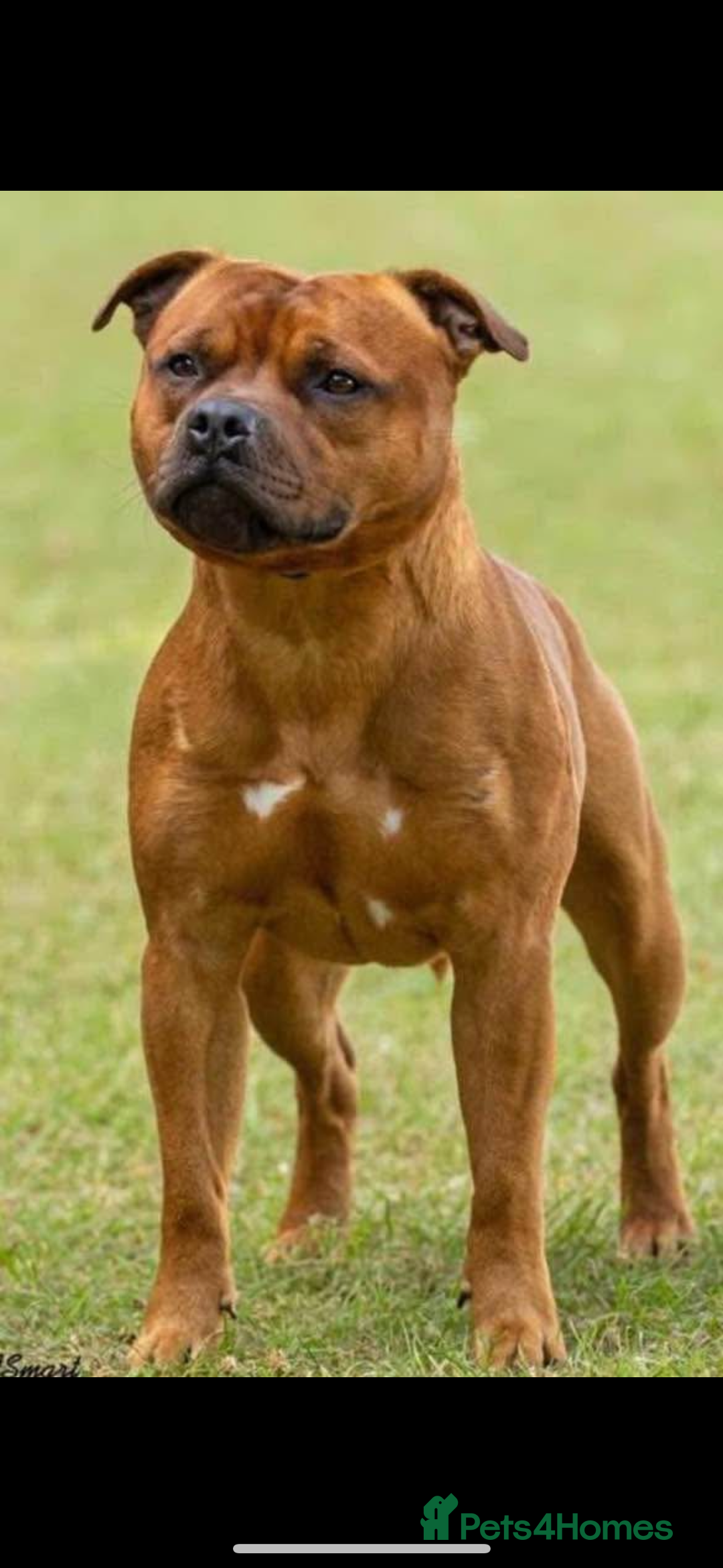 Staffordshire Bull Terrier dogs for sale: Amazing True To Type Staffordshire bull terriers  - Image 13
