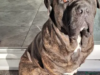Mixed Breed dogs Male Cane Corso - Experienced Home Needed - Advert 1