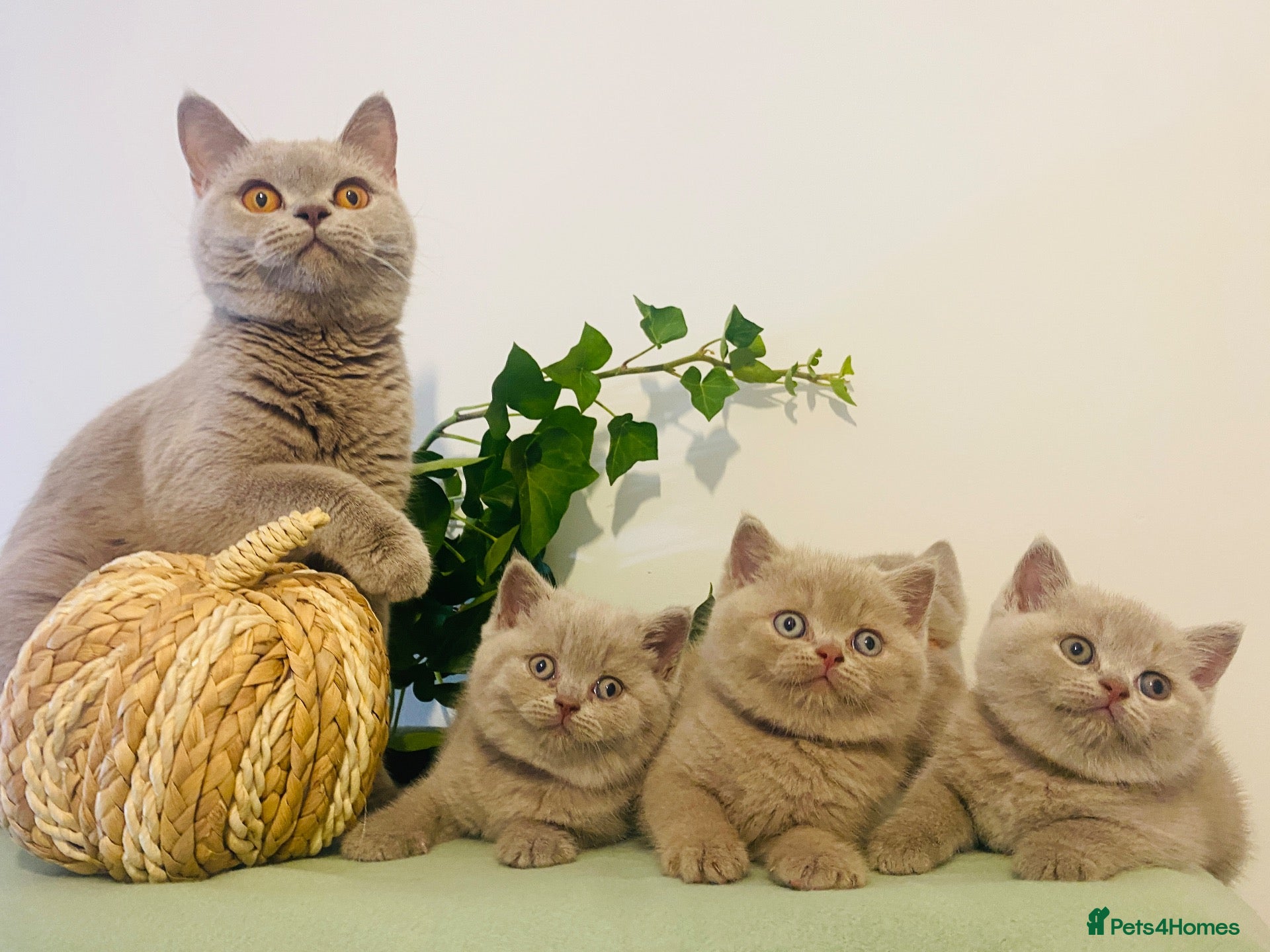 British Shorthair cats ✨Stunning Lilac  British Shorthair GCCF ✨ - Advert 1