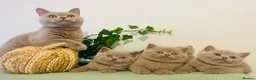 British Shorthair cats for sale: ✨Stunning Lilac  British Shorthair GCCF ✨ - Advert 8