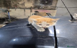 Ragcoon cats for sale: cats  - Image 6