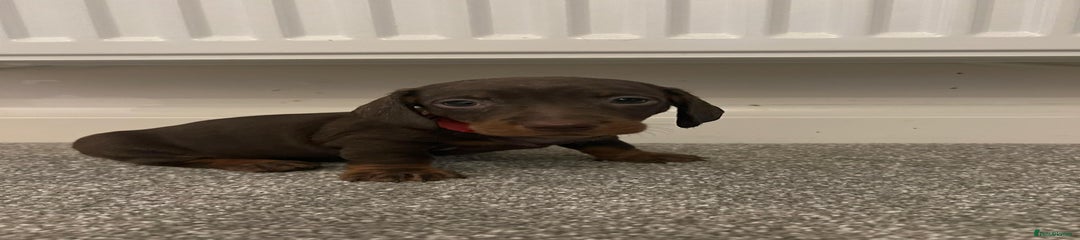 Miniature Dachshund Puppy 3