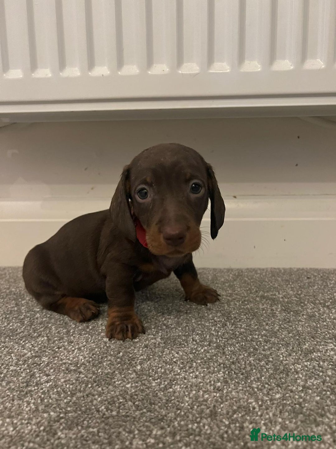 Miniature Dachshund dogs for sale: ADORABLE MINIATURE DACHSHUND PUPPIES  - Image 5