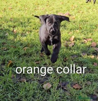 Mixed Breed dogs Dutch shepherd X pointer puppies - Advert 7