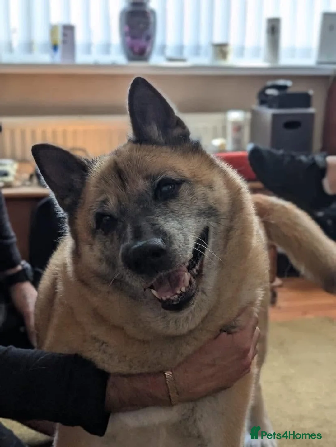 Akita dogs for adoption: Naala - Advert 2