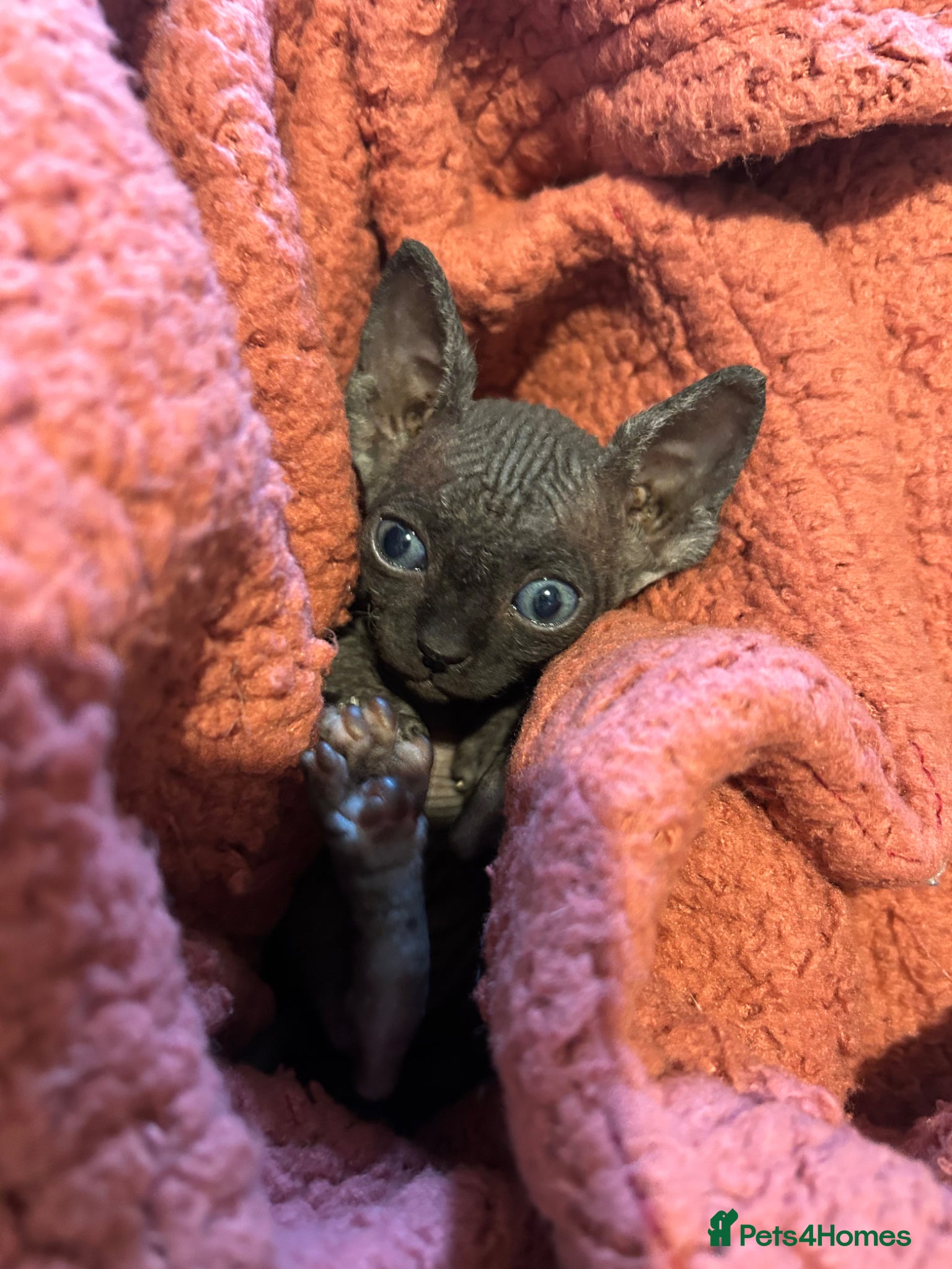 Sphynx cats Pure Canadian sphynx  - Advert 14