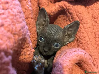 Sphynx cats Pure Canadian sphynx - Advert 14