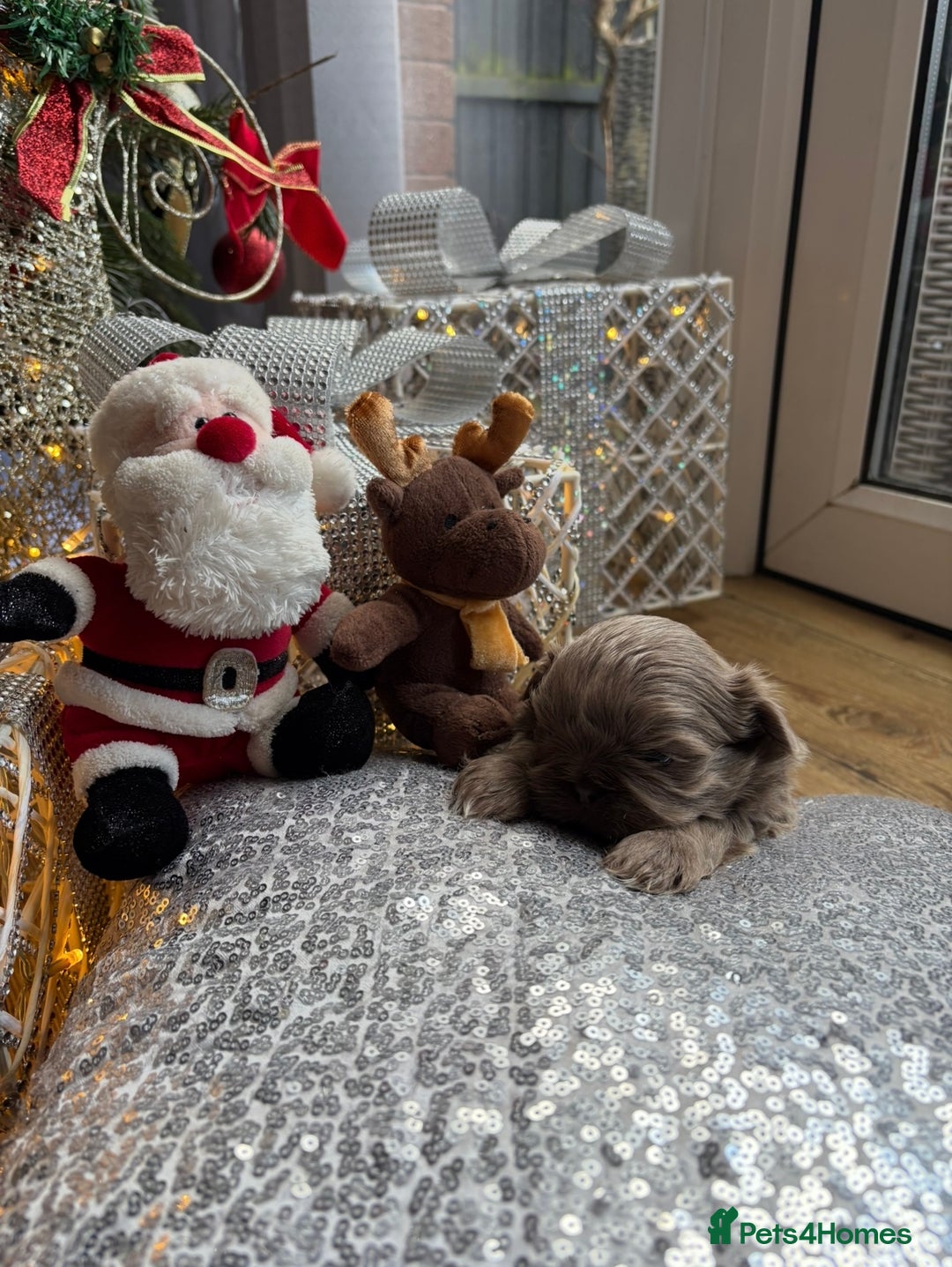 Shih Tzu dogs for sale: 4 beautiful stunning shih tzu puppies  - Advert 3