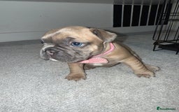 French Bulldog dogs for sale: Beautiful Boy Frenchie Puppy - Image 8