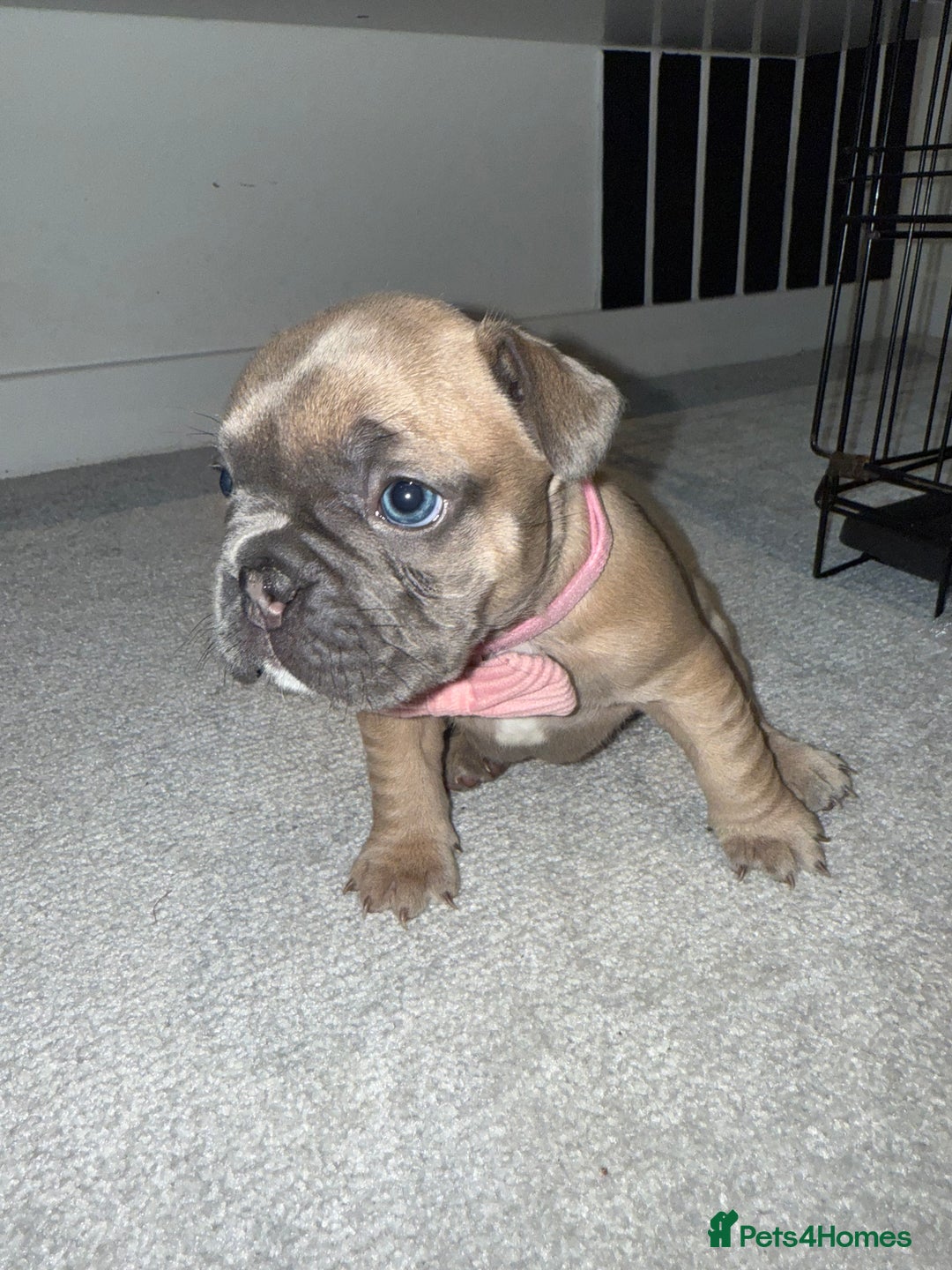 French Bulldog dogs for sale: Beautiful Boy Frenchie Puppy - Image 8