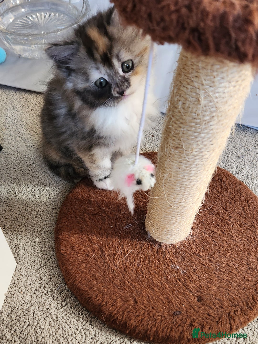 Ragdoll cats for sale: Beautiful Ragdoll Kittens  - Image 12