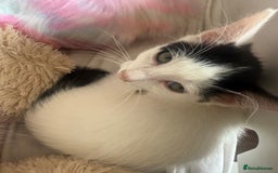 Mixed Breed cats for sale: Mixed breed kittens  - Image 13