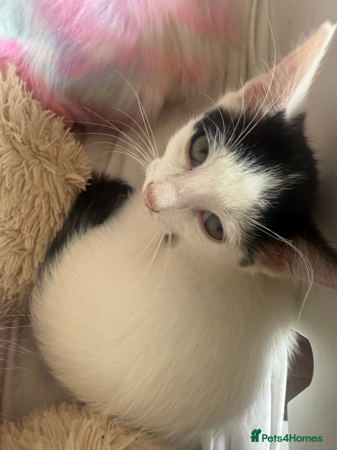 Mixed Breed cats for sale: Mixed breed kittens  - Image 13