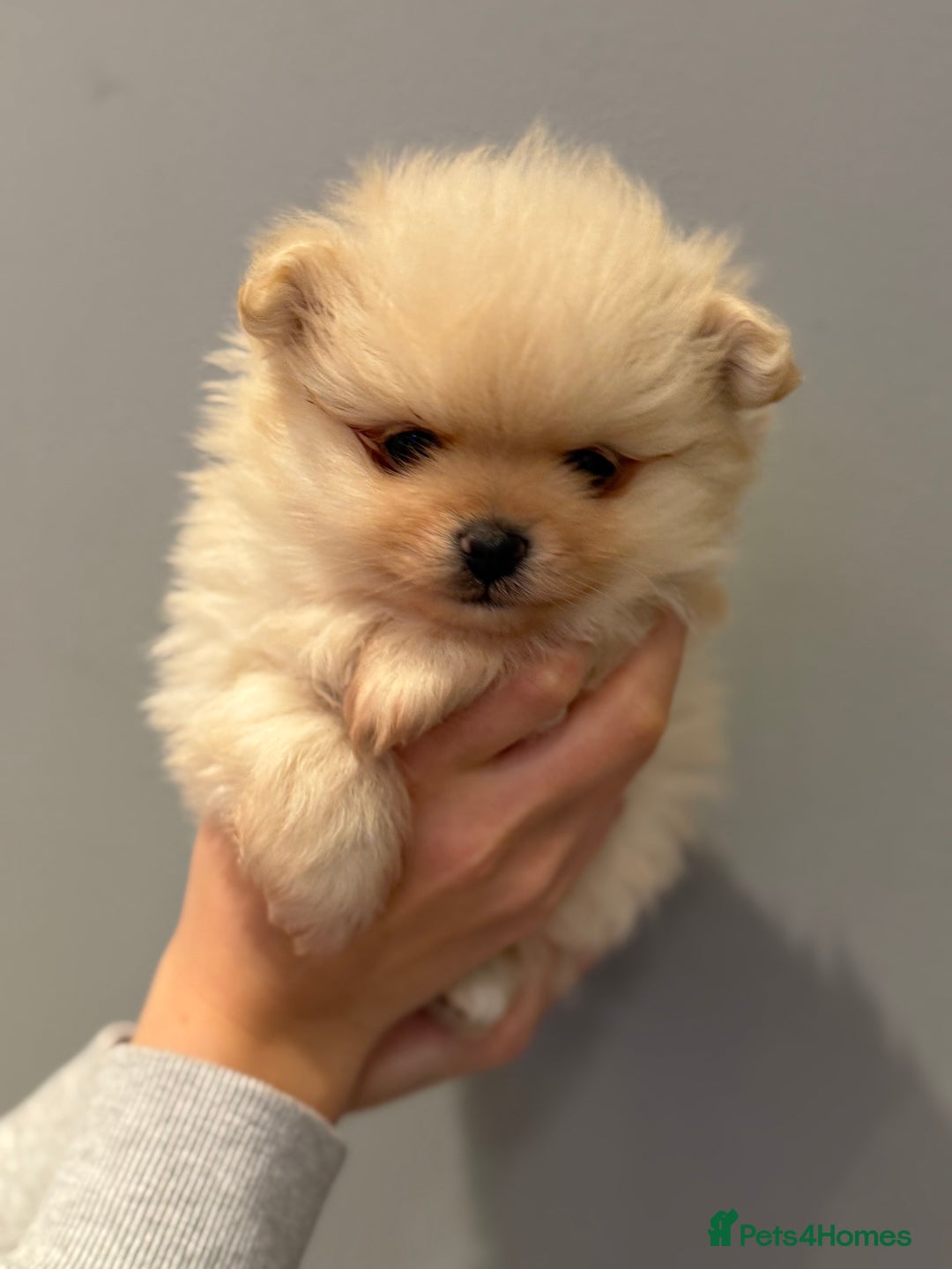 Pomeranian dogs for sale: Pomeranian puppies for sale .  - Advert 17