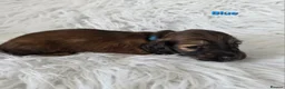 Miniature Dachshund dogs for sale: STUNNING KC SHADED RED LONG HAIR - Advert 27