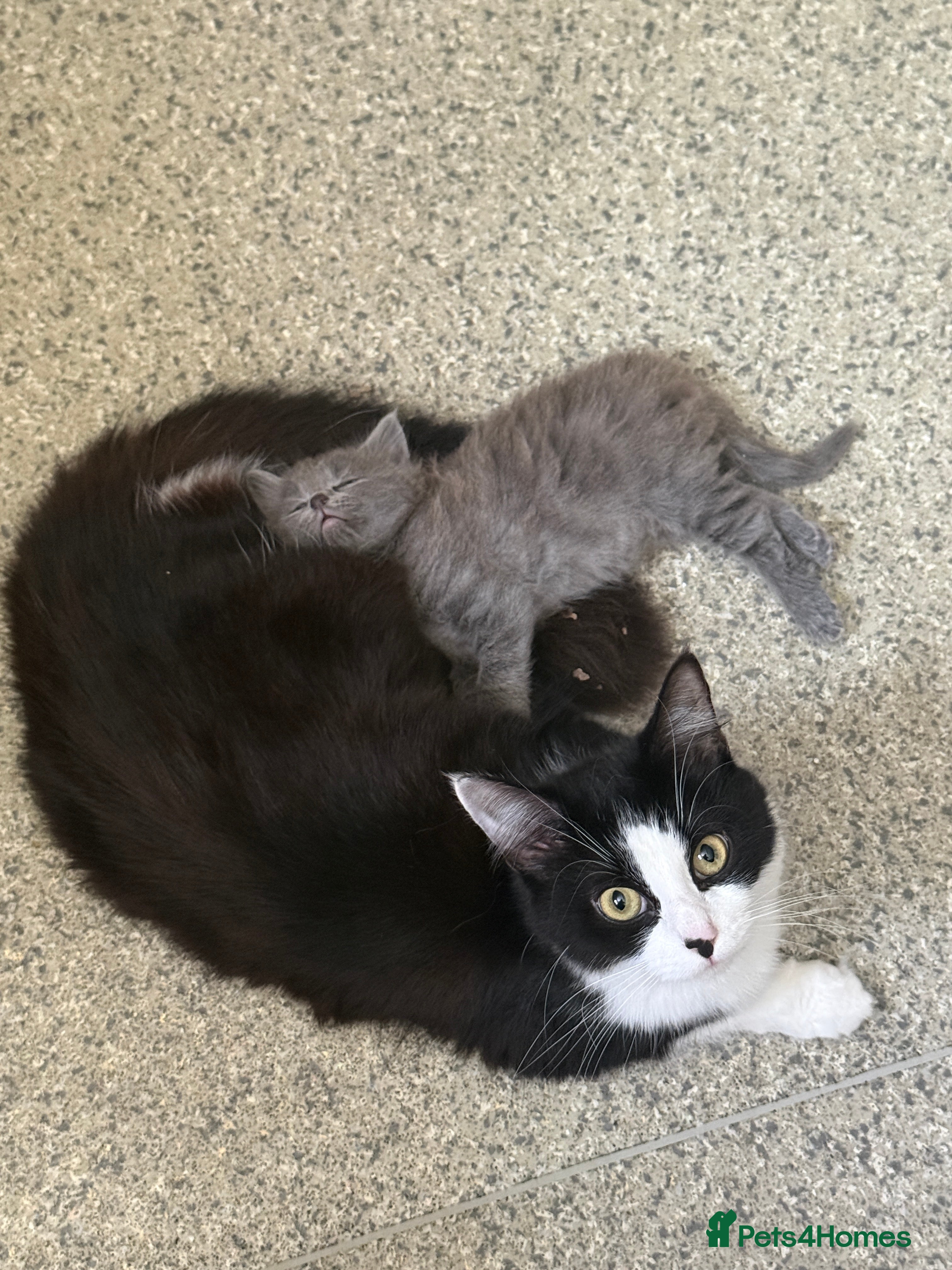 Mixed Breed cats for sale: Mixed Domestic Long Hair Kittens - 2 Girls & 1 Boy - Advert 9
