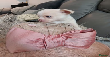 Chihuahua dogs - Advert 5