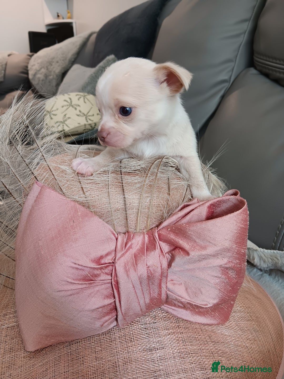 Chihuahua dogs for sale: Chihuhua pups - Image 16