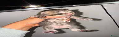 Maine Coon Kitten 5