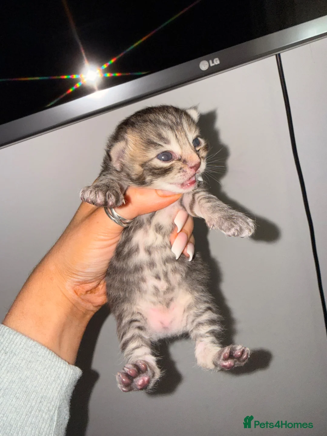 Maine Coon cats for sale: Maine coon cross  - Advert 17