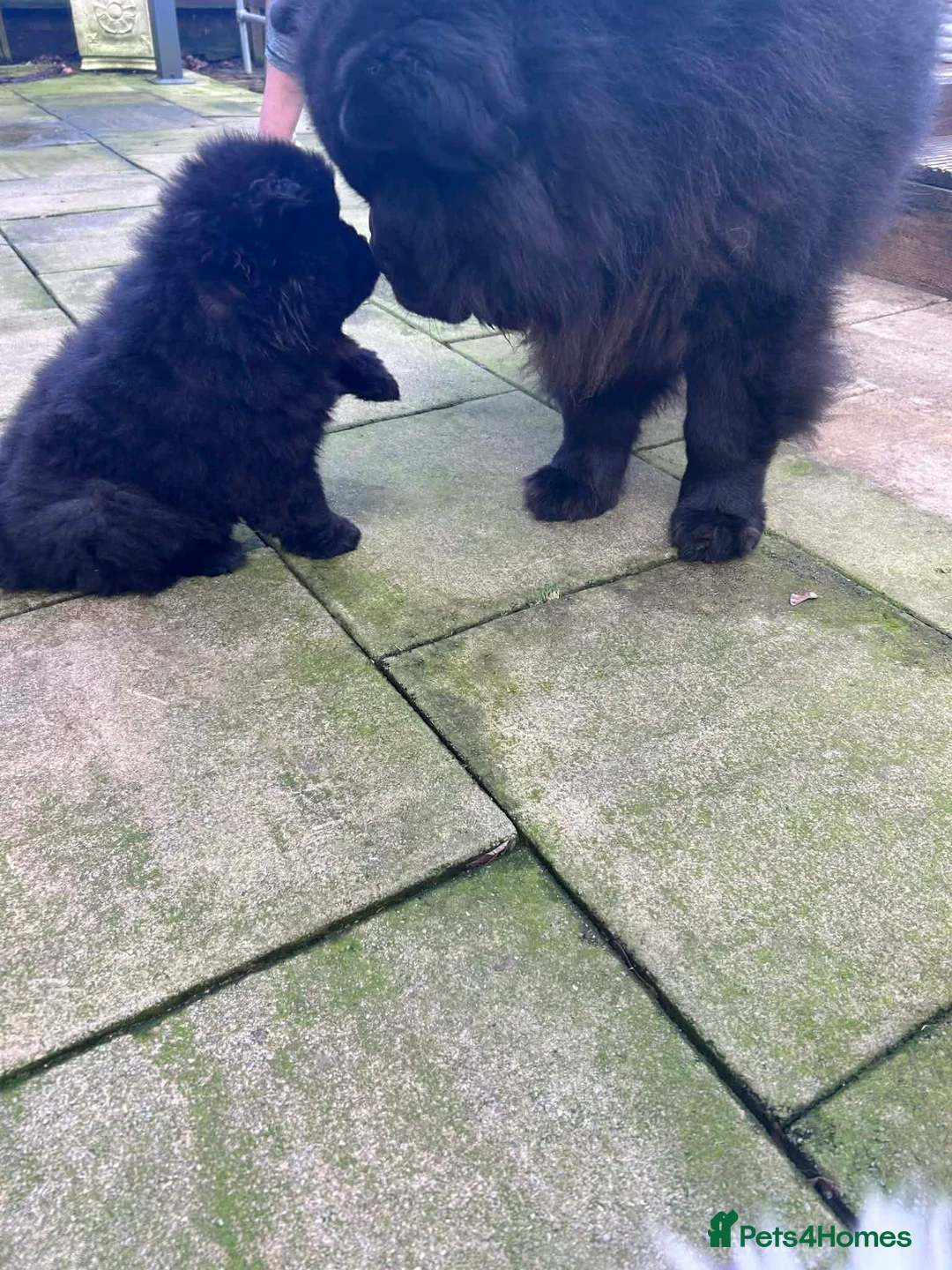 Chow Chow dogs for sale: Rough Coat Chow Chow Puppies in Peterborough - Advert 13