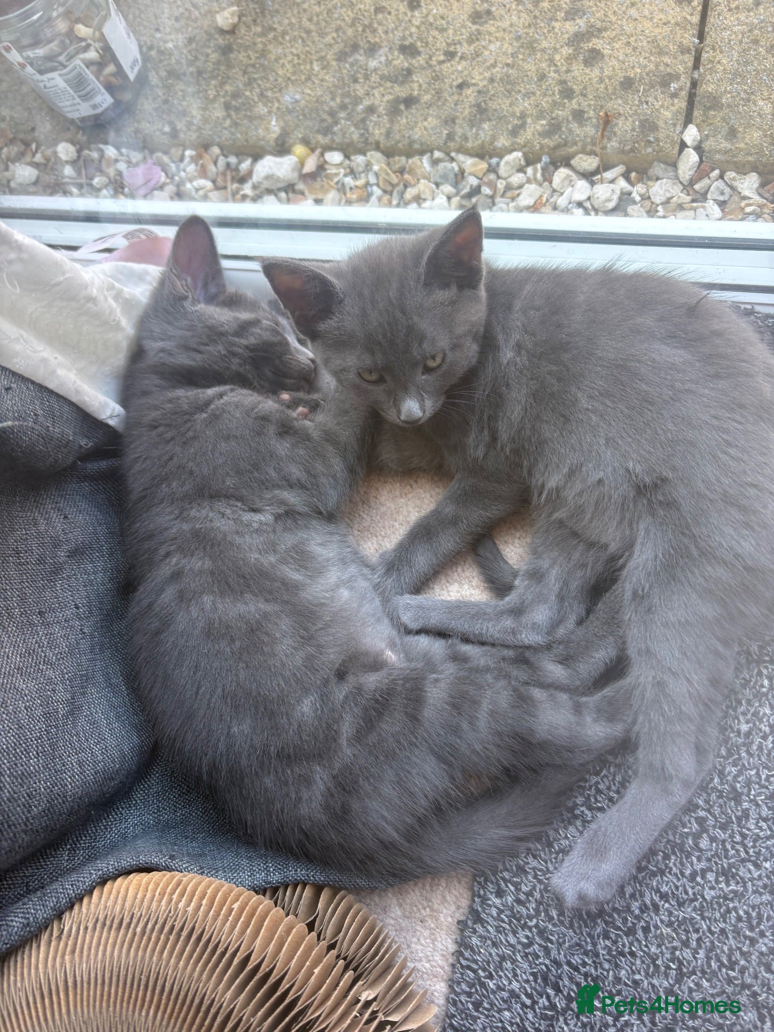 Mixed Breed cats grey tabby boy  - Advert 5
