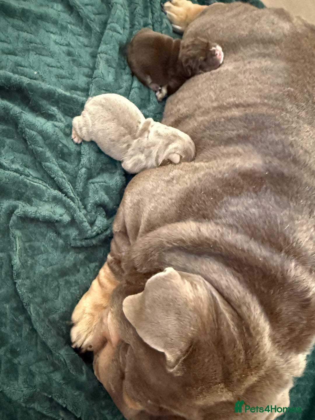 English Bulldog dogs for sale: 2 Top quality English bulldogs - Image 8