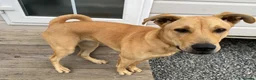 Mixed Breed dogs for sale: Nala  in Alton - Advert 6