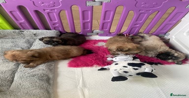 Shih Tzu dogs - Advert 13