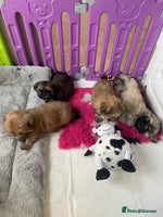 Shih Tzu dogs - Advert 11