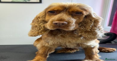 Cocker Spaniel dogs - Advert 14