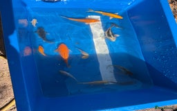 Koi Carp fish for sale: Various koi carp - Image 9