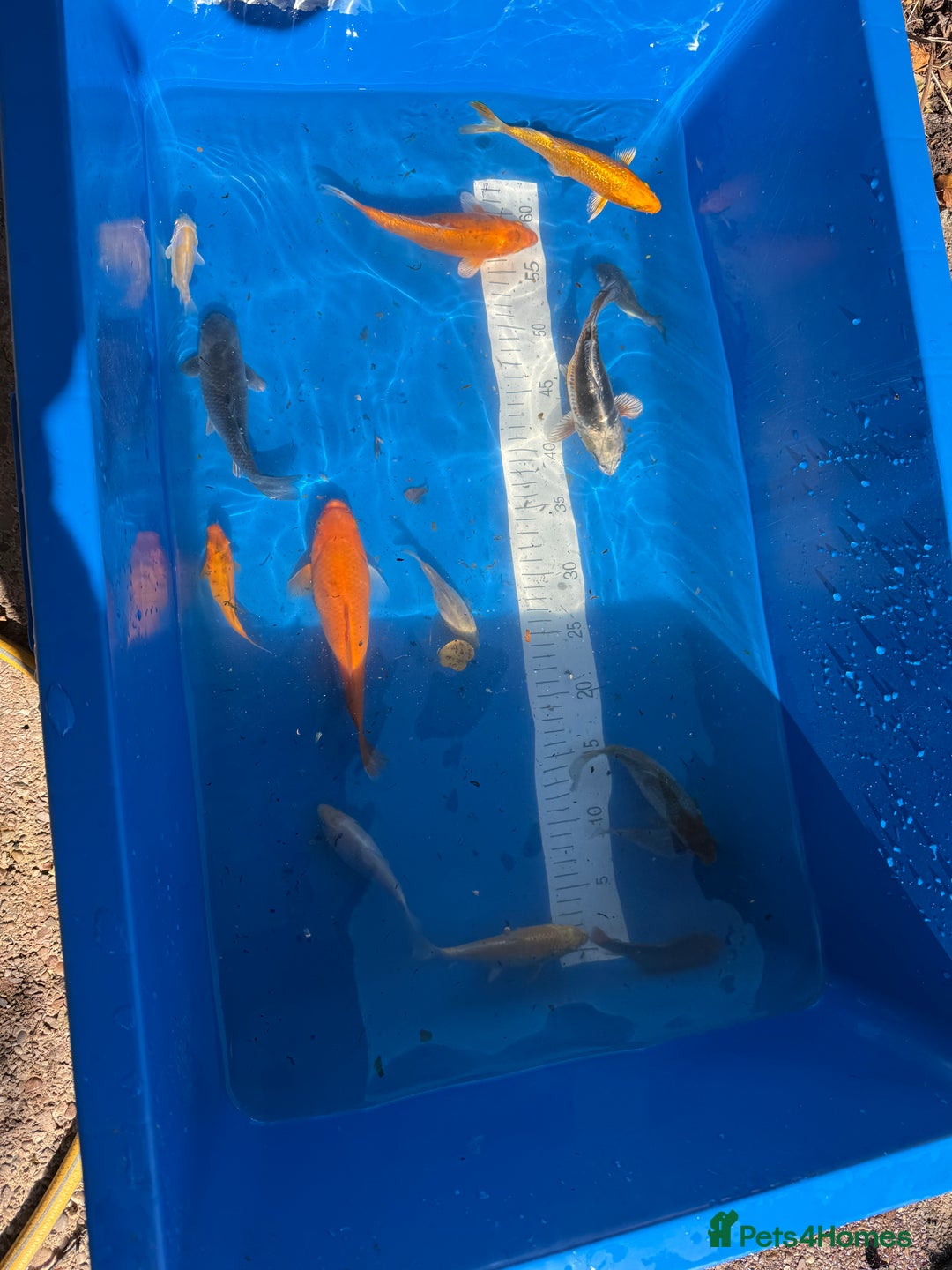 Koi Carp fish for sale: Various koi carp - Image 9