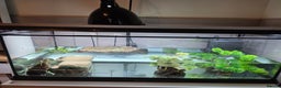 Turtle reptiles for sale: 2 female musk with full tank set up - Advert 8