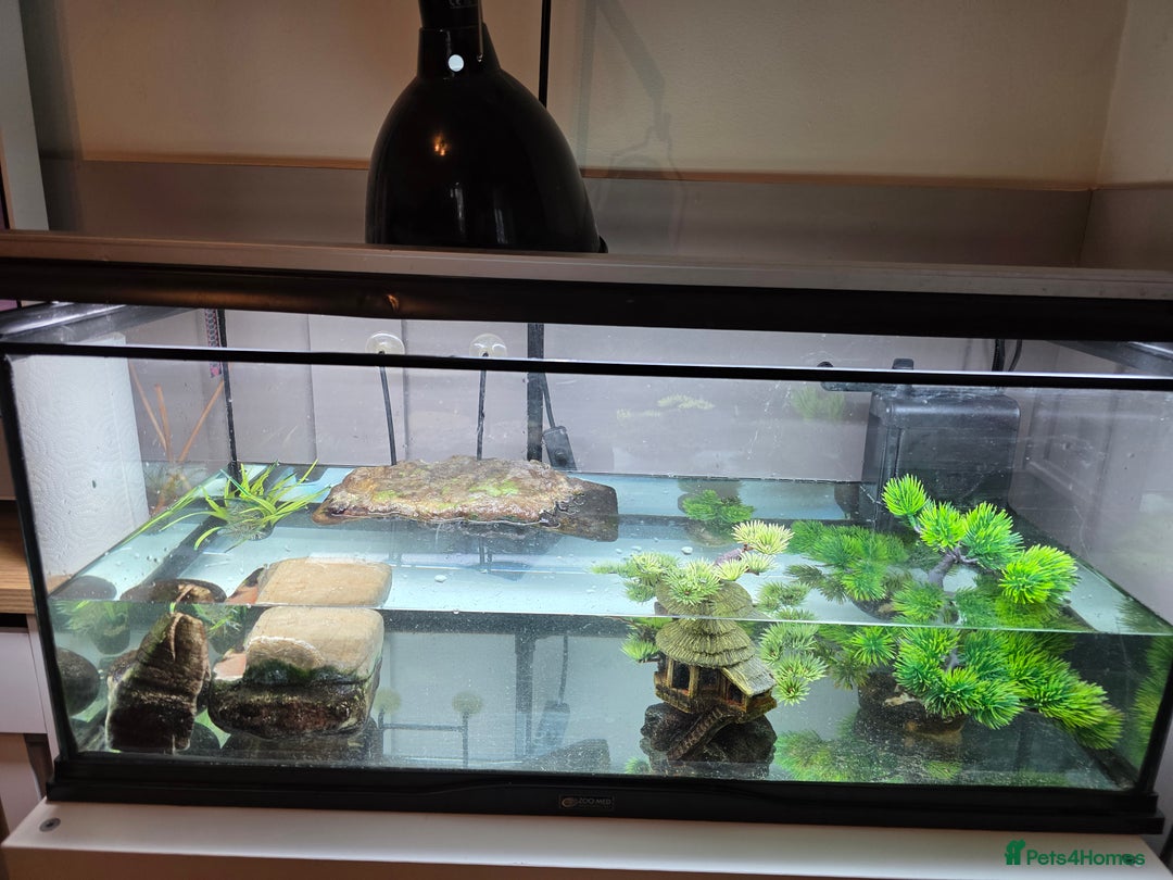 Turtle reptiles for sale: 2 female musk with full tank set up - Advert 8
